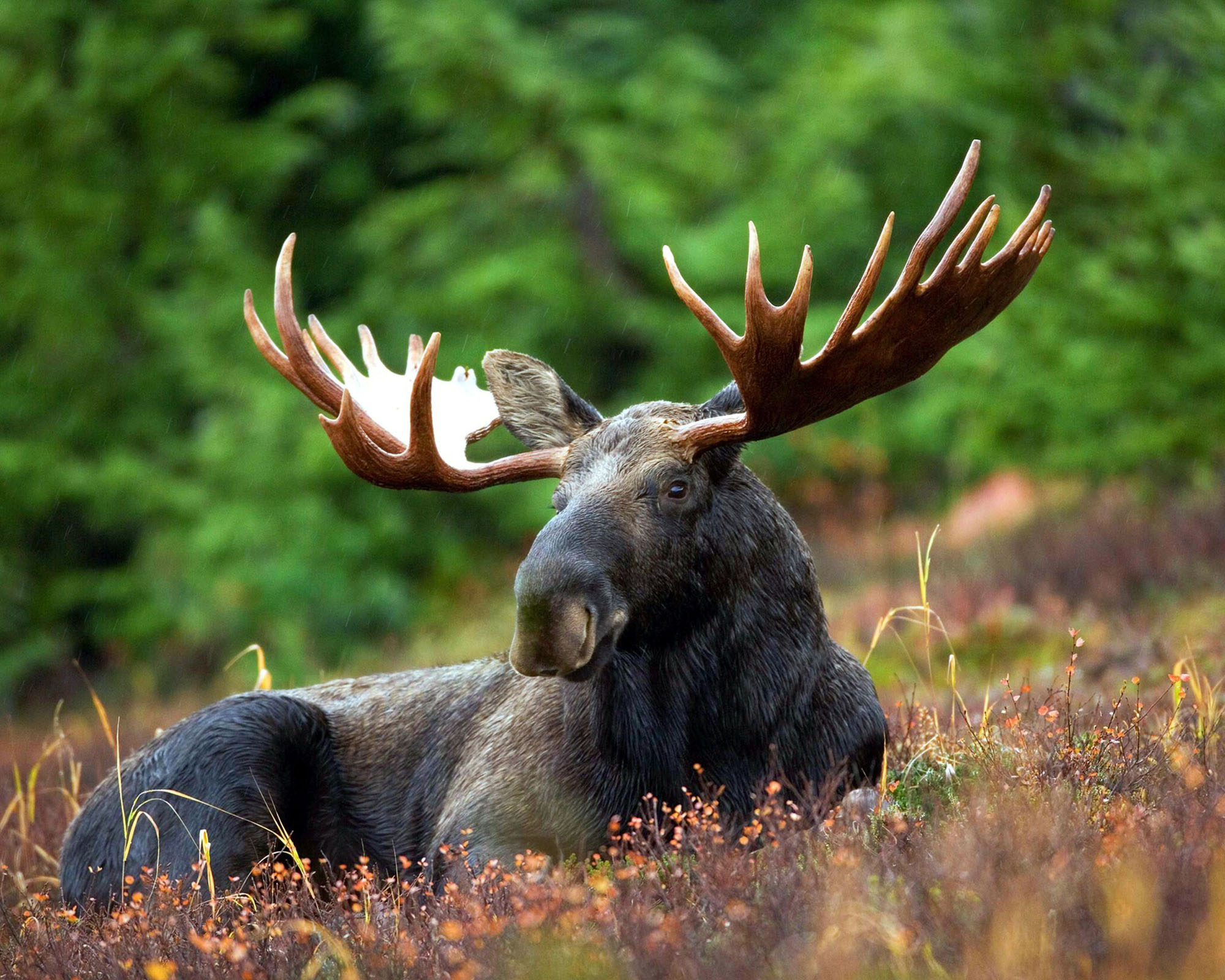 April showers bring new websites, birthdays, and a moose